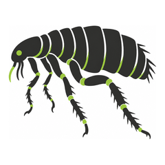 Fleas control icon
