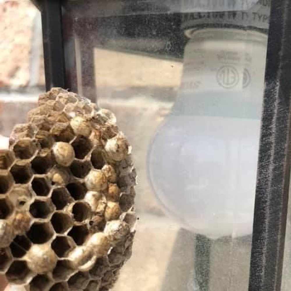 Wasp nest inside a porch light