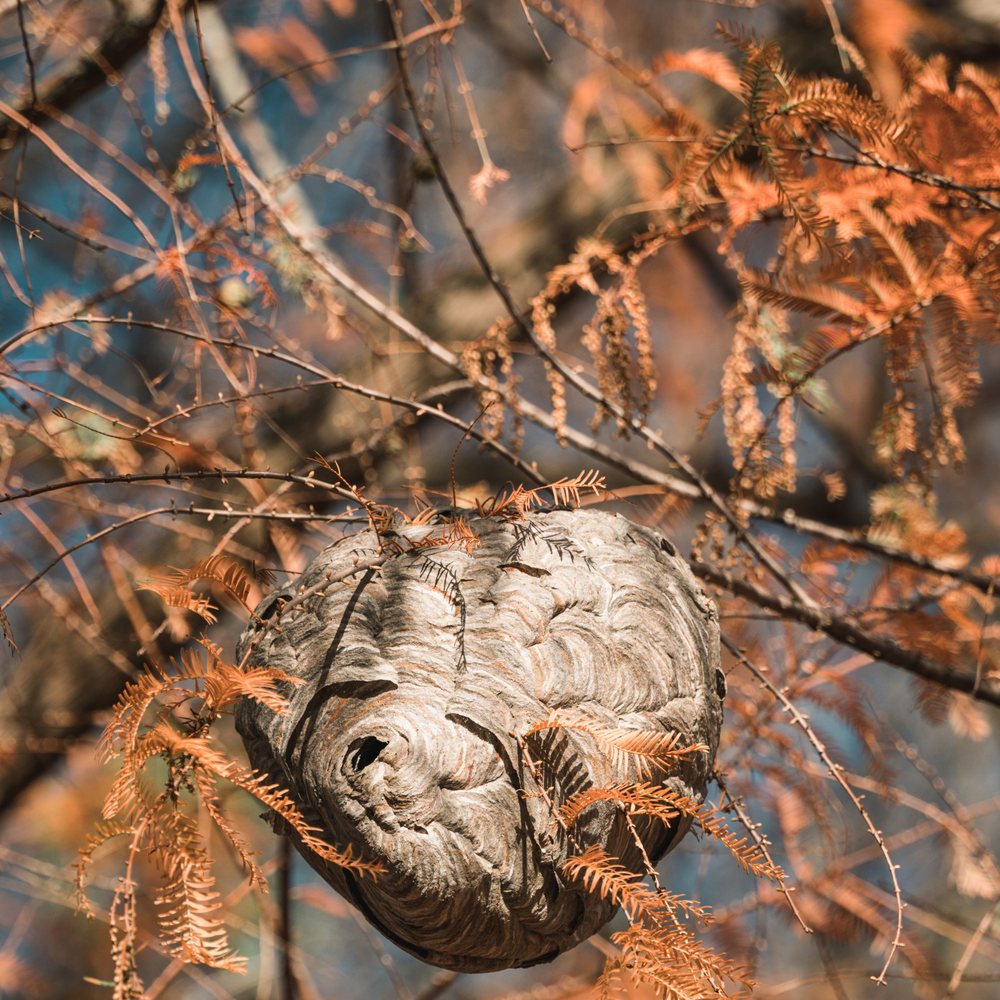 Wasp nest in a tree