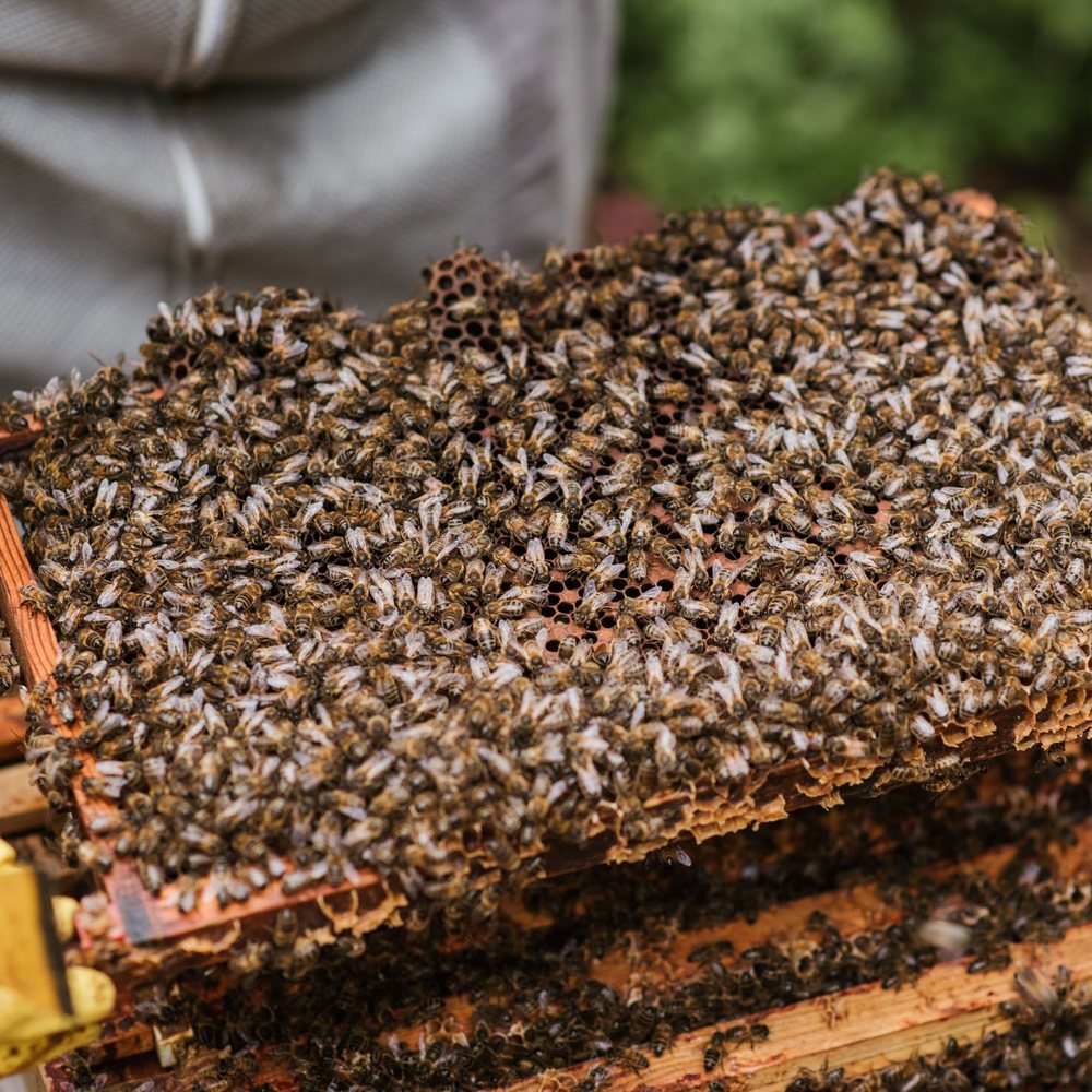 Honey bees on a hive frame