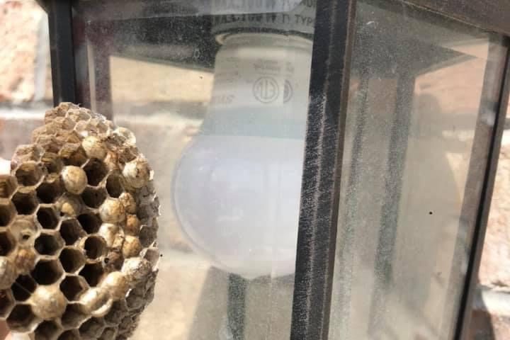 Wasp nest on a porch light at a Fort Wayne home